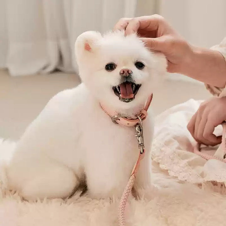 Discover the Ultimate Leather Dog Collar with Leash for Small Dogs