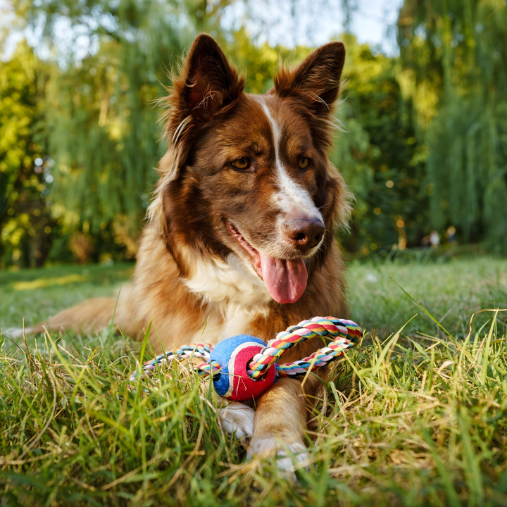 Fun Toys For Happy Pets