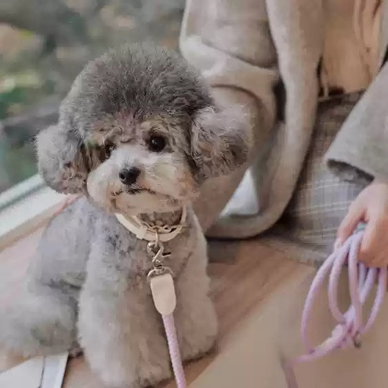 Leather Dog Collar with Leash for Small Dogs