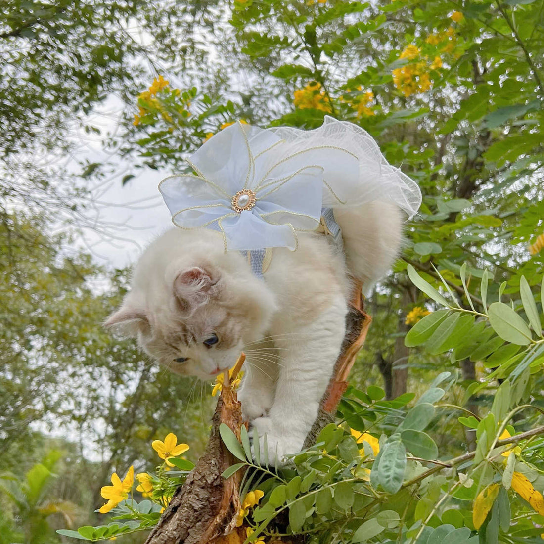 Universal Yarn Pet Leash for Cats & Puppies