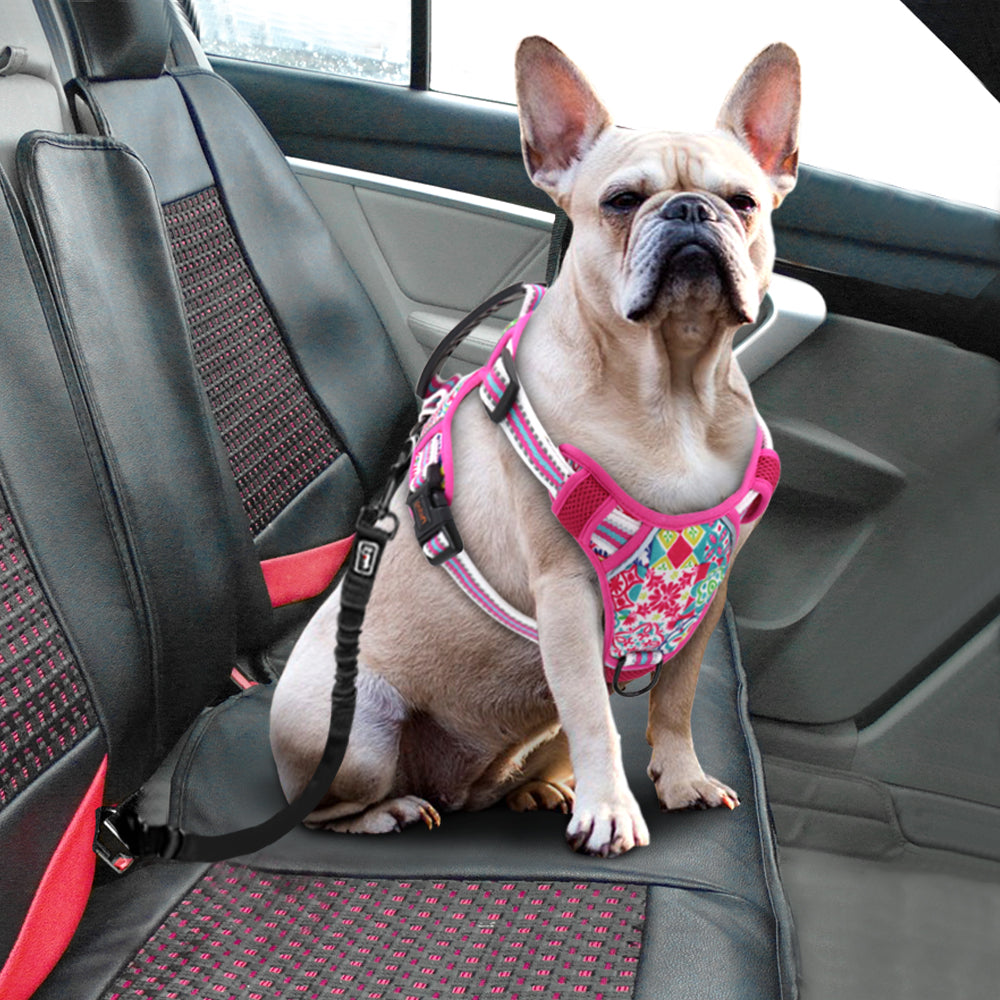 Pet Chest Harness with Leash for Dogs